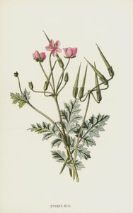 Bec-de-cigogne