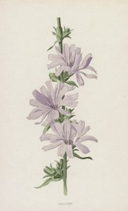 Chicorée sauvage - Frederick Edward Hulme