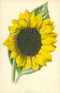 Tournesol