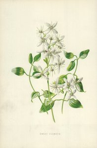 Douce Clématite - Frederick Edward Hulme