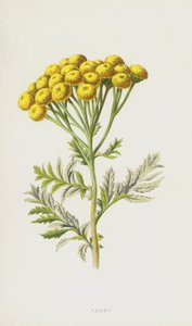 Tanaisie - Frederick Edward Hulme