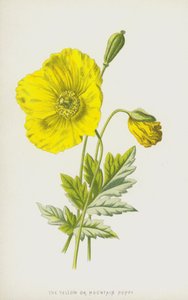 Pavot jaune ou de montagne - Frederick Edward Hulme