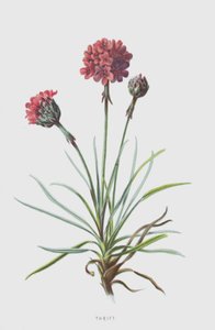Armeria