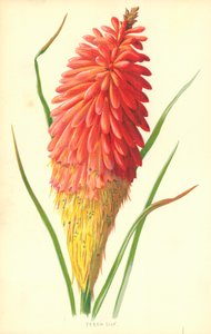 Lys de Torche - Frederick Edward Hulme
