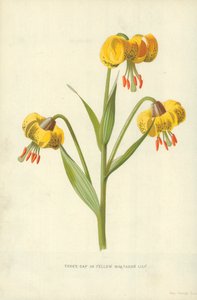 Lis martagon jaune - Frederick Edward Hulme