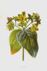 Millepertuis androsème