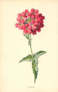 Verveine