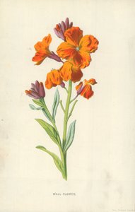 Fleur des murs