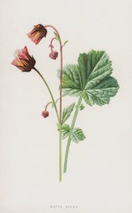 Benoîte des ruisseaux - Frederick Edward Hulme