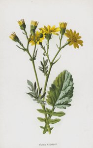 Séneçon aquatique - Frederick Edward Hulme