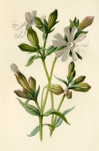 Compagnon blanc, 1877