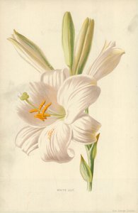 Lys blanc