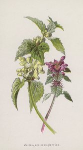Lamier blanc et rouge - Frederick Edward Hulme