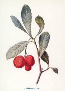  - Frederick Edward Hulme