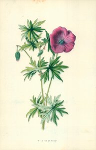 Géranium sauvage