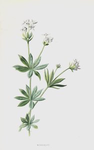 Aspérule odorante