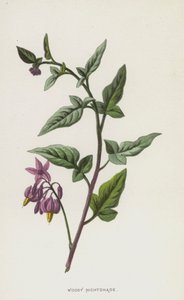 Morelle douce-amère