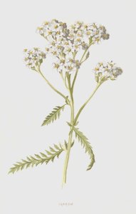 Achillée millefeuille - Frederick Edward Hulme