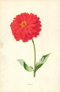 Zinnia