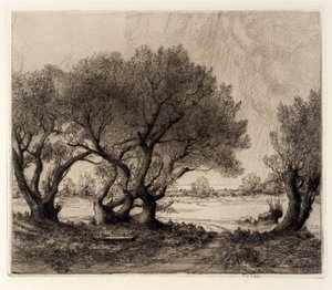 Vieux saules