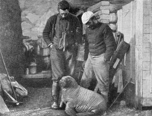 Bébé morse, 1899 - Frederick George Jackson