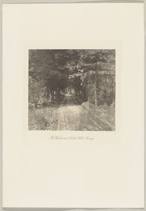 Bois de sapins près de Leith Hill, Surrey - Frederick H. Evans