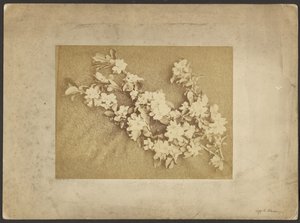 Fleur de pommier - Frederick H. Hollyer