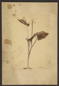 [Lys de Calla]