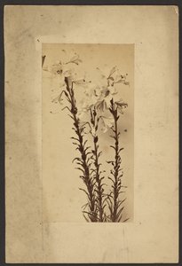 [Lys de jour] - Frederick H. Hollyer