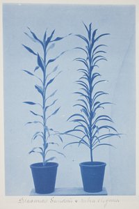 Draconas Sunderii et rubia elogans, fin XIXe - début XXe siècle (cyanotype sur papier vélin crème) - Frederick K. Coulson