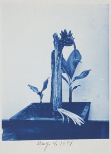 Sans titre, 4 août - Frederick K. Coulson