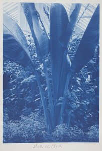 Sans titre, 10 décembre - Frederick K. Coulson