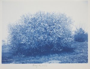 Sans titre, 11 mai - Frederick K. Coulson