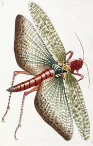 Criquet égyptien, 1790 - Frederick Polydor Nodder
