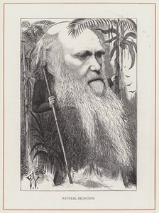 Charles Darwin, Sélection Naturelle