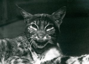 Un bébé lynx-bobcat se léchant les lèvres, Zoo de Londres, juin 1925