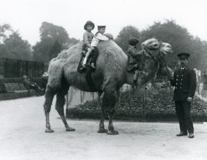 Promenade à dos de chameau de Bactriane avec le gardien Harry Warwick au zoo de Londres, juin 1924