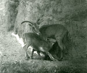 Un mouton de Barbarie nourrissant son agneau sur les terrasses Mappin, zoo de Londres, août 1927 - Frederick William Bond