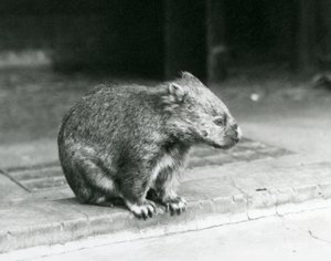 Un wombat à nez nu/commun/à poils grossiers assis sur le sol au zoo de Londres en 1929 - Frederick William Bond