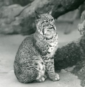 Un lynx roux au zoo de Londres - Frederick William Bond