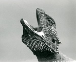 Un dragon barbu regardant vers le haut et bâillant, Zoo de Londres, août 1928