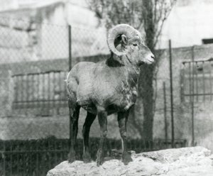 Un Mouflon d
