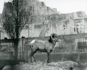 Un mouflon debout sur un rocher regardant son enclos au pied des terrasses Mappin, Zoo de Londres, 1931 - Frederick William Bond