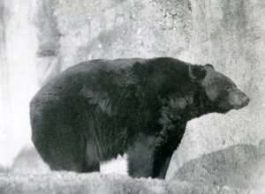 Un ours noir debout dans son enclos, sur les terrasses Mappin, au zoo de Londres en 1924 - Frederick William Bond