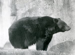 Un ours noir debout dans son enclos, sur les terrasses Mappin, au Zoo de Londres en 1924 - Frederick William Bond