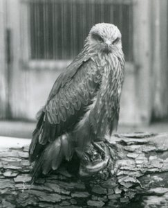 Un milan noir reposant sur une bûche, Zoo de Londres, août 1926 - Frederick William Bond