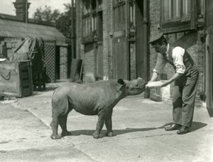 Un veau de rhinocéros noir nourri au biberon par son gardien, Zoo de Londres, septembre 1928