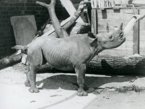 Un veau de rhinocéros noir nourri au biberon par son gardien, Zoo de Londres, septembre 1928 - Frederick William Bond