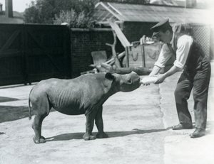Un veau de rhinocéros noir nourri au biberon par son gardien, Zoo de Londres, septembre 1928