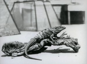 Un iguane noir à queue épineuse reposant sur une bûche au Zoo de Londres en août 1928 (photo n/b)